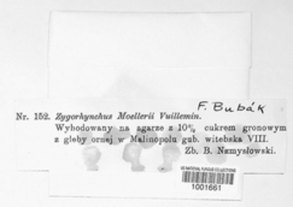 Mucor moelleri image